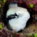 cleanerfish_false_rb_kad_h_0016_fij0538.jpg